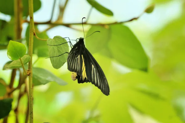 Prachtige vlinder in tuin — Stockfoto
