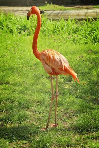 Beautiful flamingo in garden — Stock Photo, Image