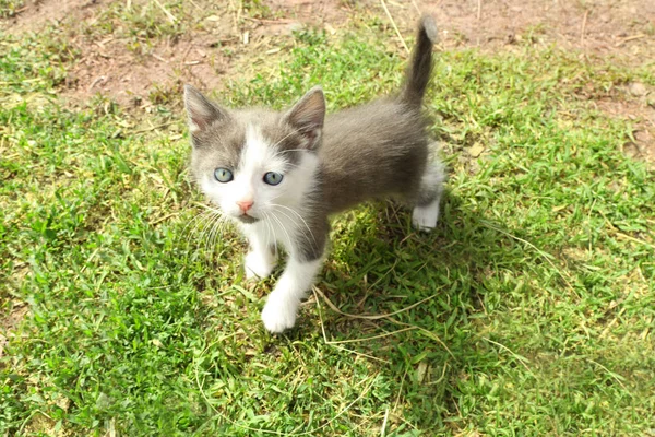 Şirin komik yavru kedi — Stok fotoğraf