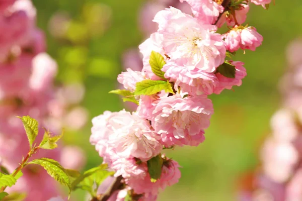 Rama con flores en flor — Foto de Stock