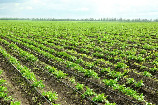 Sängar av potatis buskar — Stockfoto