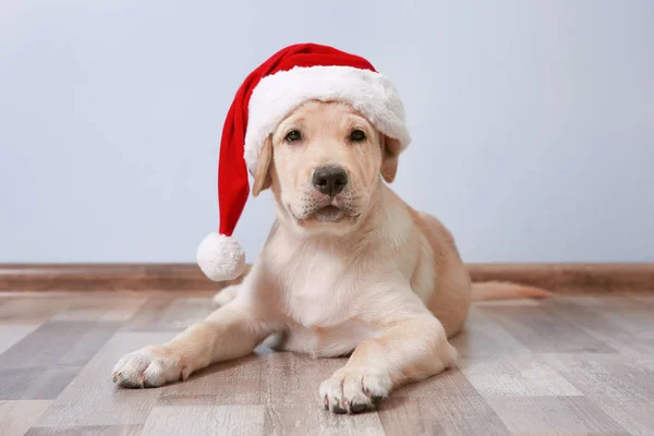 Sevimli köpek Noel Baba şapkalı — Stok fotoğraf