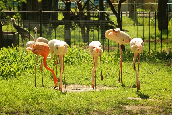 Flamingos in zoological garden — Stock Photo, Image