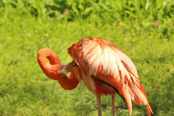 Schöner Flamingo im Garten — Stockfoto