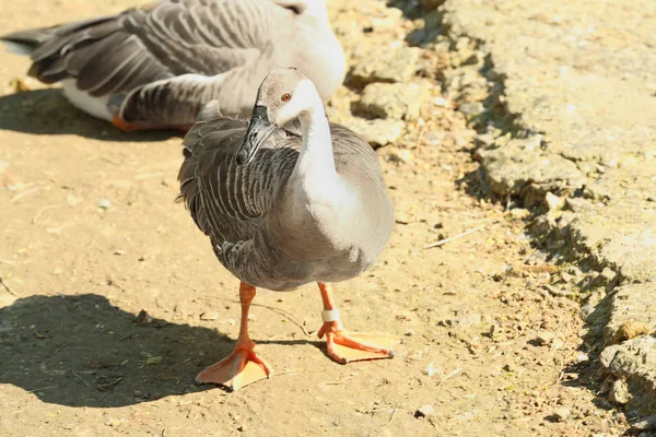 Oies mignonnes dans le jardin — Photo