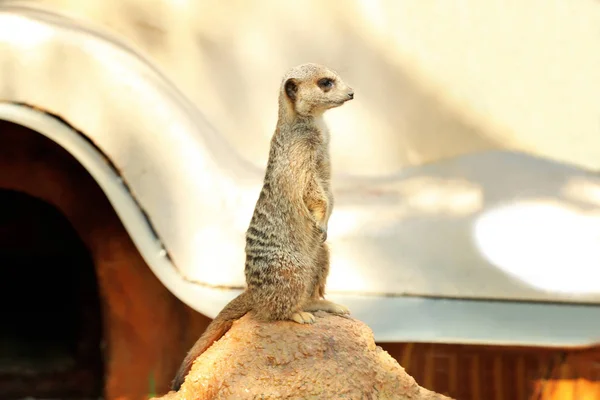Χαριτωμένο meerkat στέκεται πάνω σε πέτρα — Φωτογραφία Αρχείου