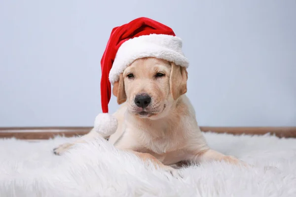 Roztomilý pejsek v Santa Claus klobouk — Stock fotografie