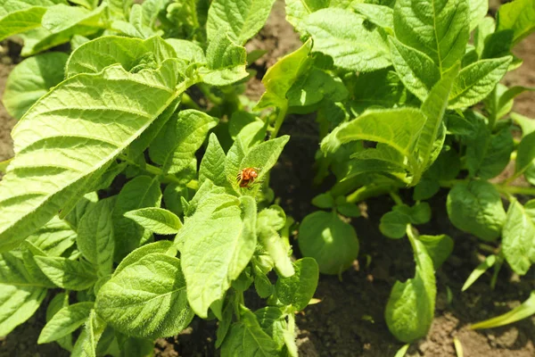 Camas de arbustos de patata — Foto de Stock