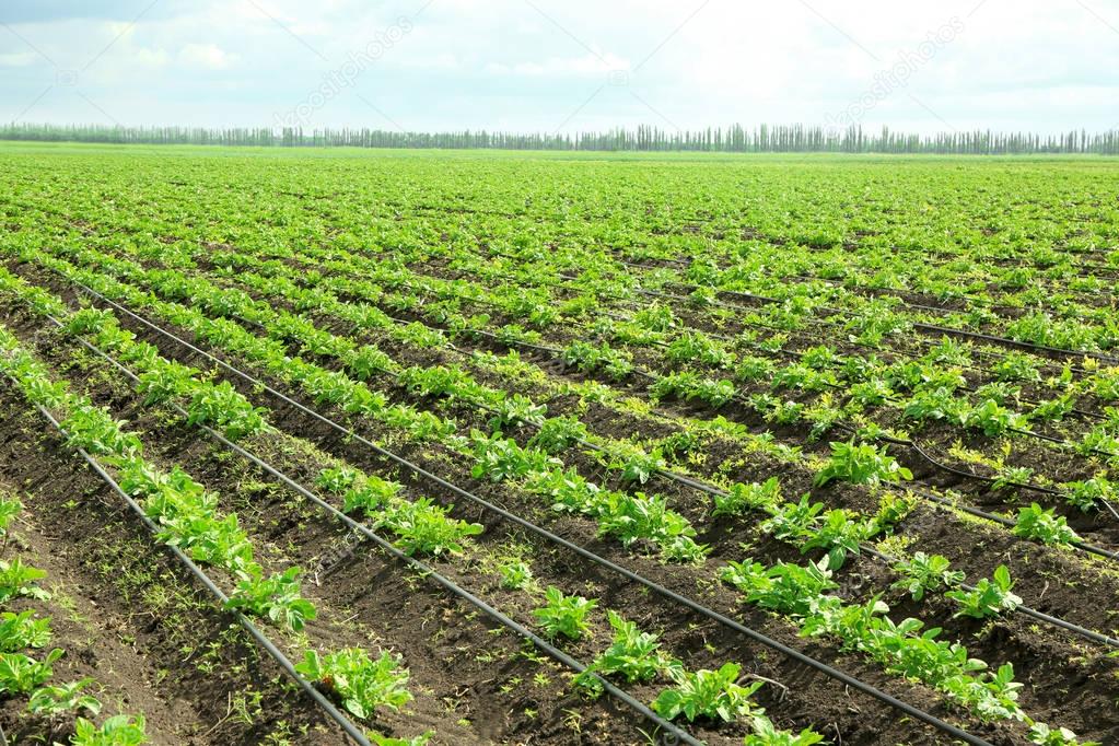 Beds of potato bushes