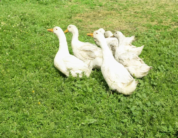 Weiße Gänse grasen am sonnigen Tag auf dem Hof — Stockfoto