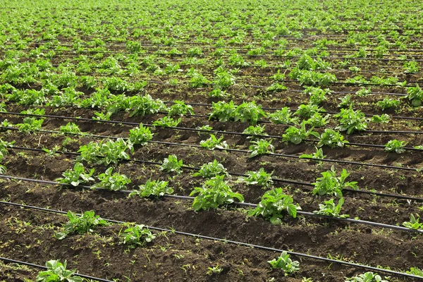 Patates çalılar yataklar