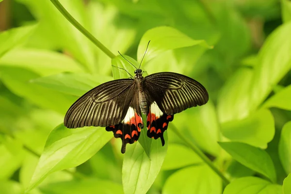Bela borboleta no jardim — Fotografia de Stock