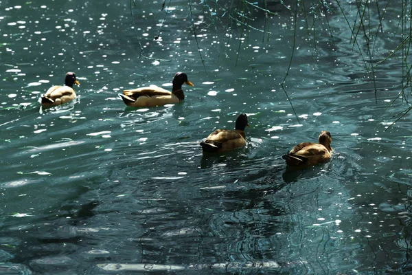 Niedliche Enten schwimmen im Teich — Stockfoto