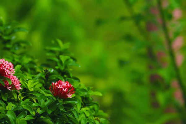 Mooie tropische bloemen — Stockfoto