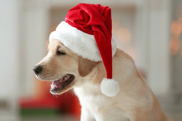 Симпатичная собака в шляпе Санта-Клауса — стоковое фото