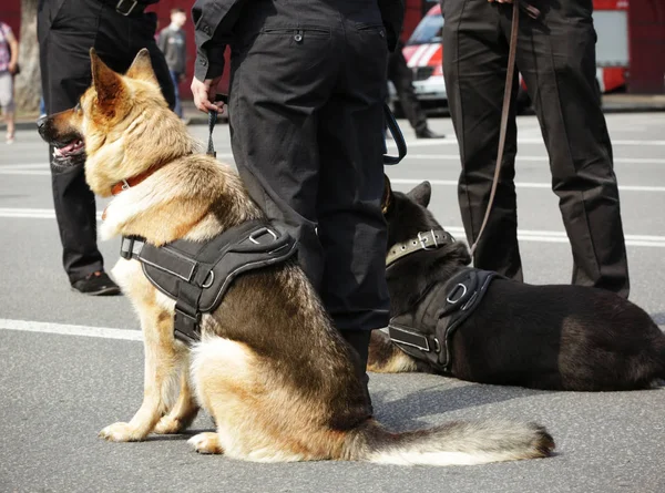 Cães policiais inteligentes ao ar livre — Fotografia de Stock