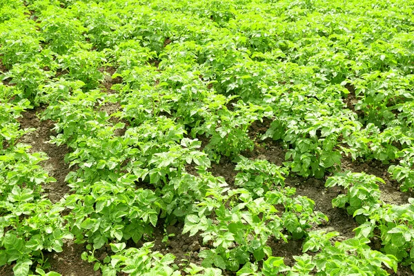 Patates bitkiler bahçede