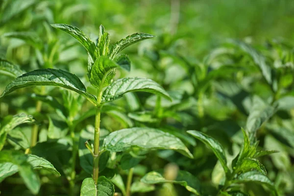 Fresh green mint in garden — Stock Photo, Image