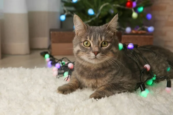 クリスマスガーランドと猫 — ストック写真