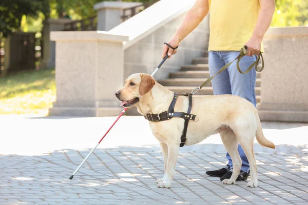 Perro guía ayudando a ciego — Foto de Stock