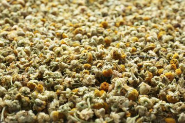 kurutulmuş papatya çiçeği 