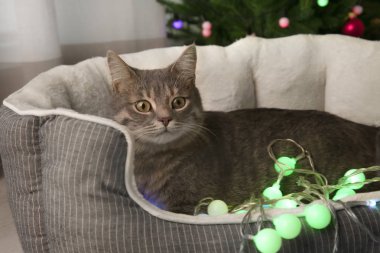 Noel süslü kedi.