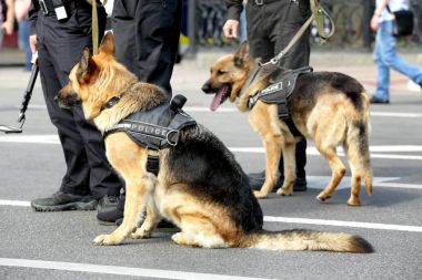 Akıllı Polis köpeklerinin açık havada