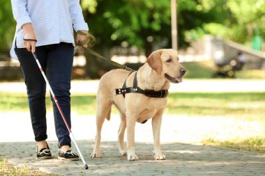 Rehber köpek yardım kör kadın