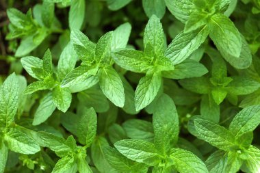 Taze yeşil nane Bahçe