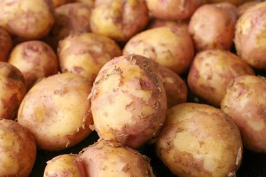 Genç patates, portre