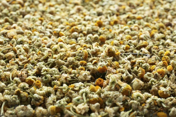 kurutulmuş papatya çiçeği 