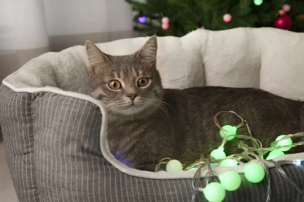 Chat avec guirlande de Noël — Photo