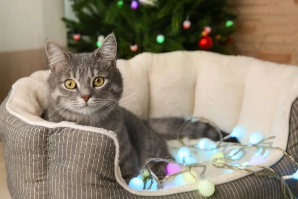 クリスマスの花輪とかわいい猫 — ストック写真