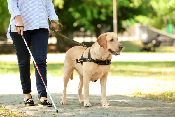 Guide dog helping blind woman