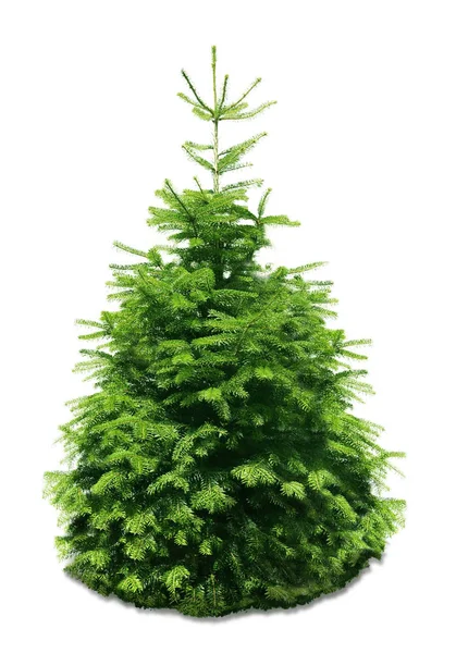 Tencerede güzel köknar ağacı 