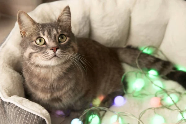 クリスマスの花輪とかわいい猫 — ストック写真