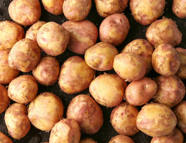 Genç patates, portre