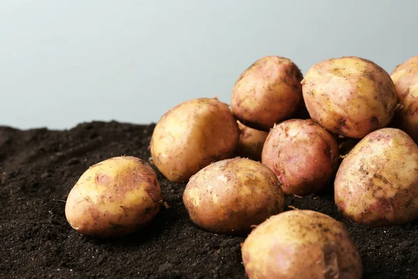 Młode ziemniaki na ziemi — Zdjęcie stockowe