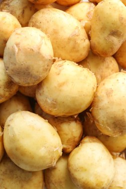 Genç patates yığını