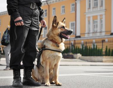 Akıllı polis köpeği