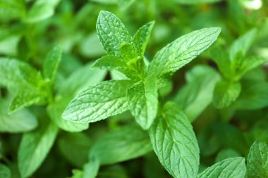 Taze yeşil nane Bahçe