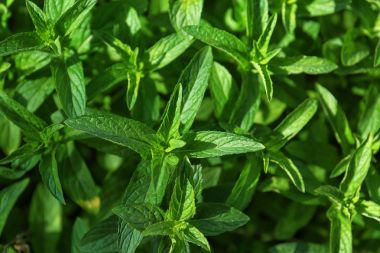 Taze yeşil nane Bahçe