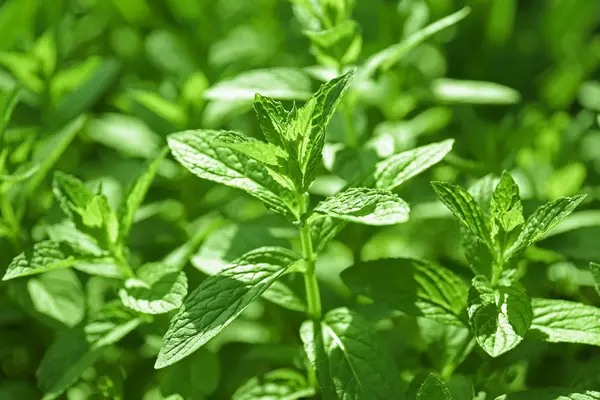 Taze yeşil nane Bahçe