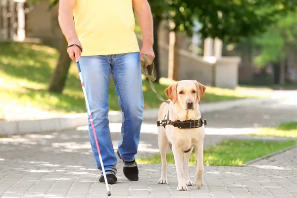 Perro guía ayudando a ciego — Foto de Stock