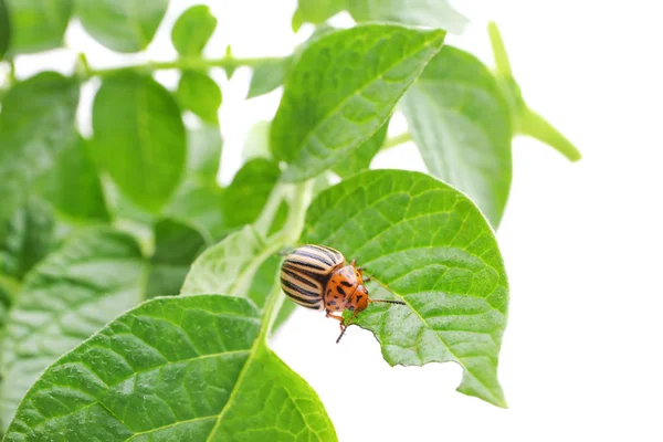 Colorado beetle and plant — Stock Photo, Image