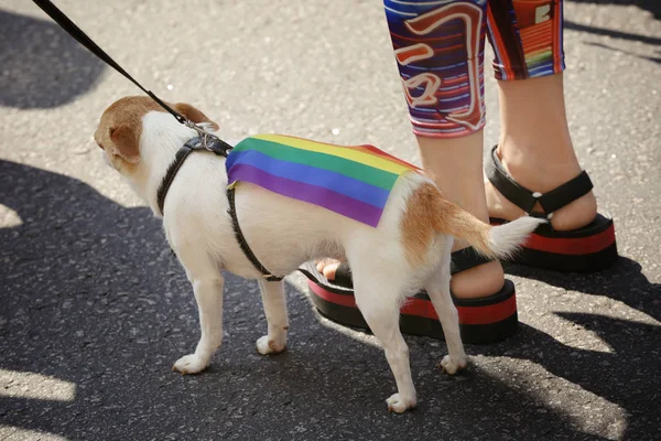 Lindo perro con gay arco iris bandera —  Fotos de Stock
