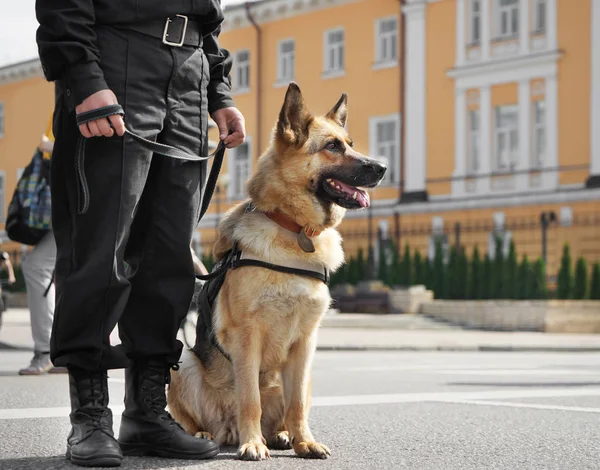 Cão polícia inteligente — Fotografia de Stock