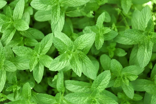 Fresh green mint in garden — Stock Photo, Image