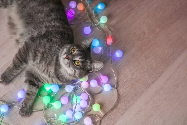 Roztomilý kočka s vánoční věnec — Stock fotografie