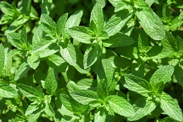 Taze yeşil nane Bahçe